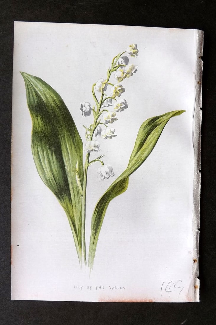Hulme, Edward C1880 First Edition Botanical Print. Lily of the Valley (1 of 1)