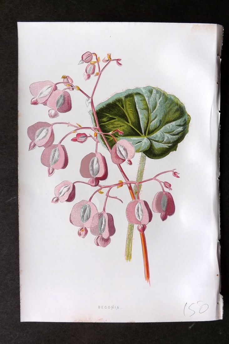Hulme, Edward C1880 First Edition Botanical Print. Begonia: Chromolithographs Published C1880, London for "Familiar Garden Flowers" First Edition by F. Edward Hulme & Shirley Hibberd. Paper Size: 7.5 x 5 inch (19 x 13cm) Minor background toning. Good Condition