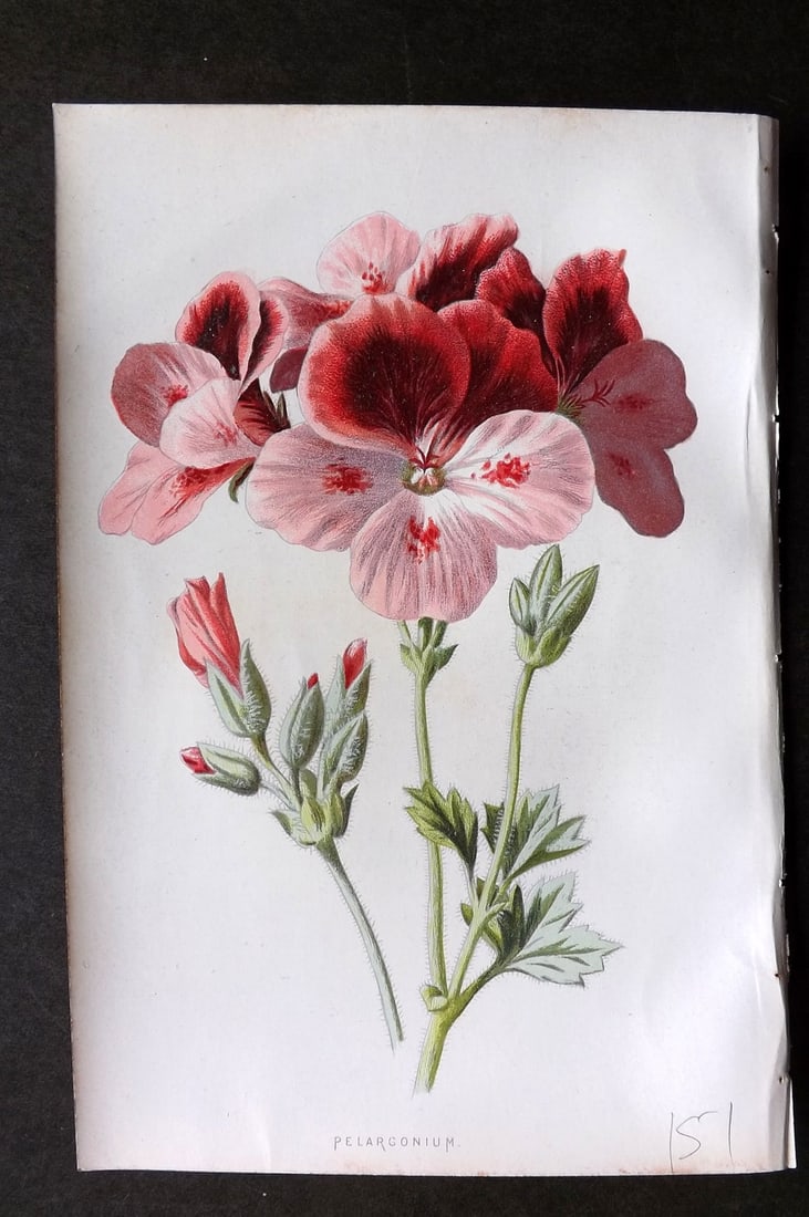 Hulme, Edward C1880 First Edition Botanical Print. Pelargonium: Chromolithographs Published C1880, London for "Familiar Garden Flowers" First Edition by F. Edward Hulme & Shirley Hibberd. Paper Size: 7.5 x 5 inch (19 x 13cm) Minor background toning. Good Condition