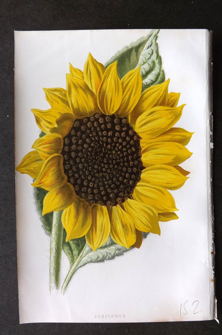 Hulme, Edward C1880 First Edition Botanical Print. Sunflower (1 of 1)