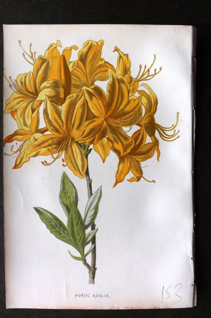 Hulme, Edward C1880 First Edition Botanical Print. Pontic Azalia: Chromolithographs Published C1880, London for "Familiar Garden Flowers" First Edition by F. Edward Hulme & Shirley Hibberd. Paper Size: 7.5 x 5 inch (19 x 13cm) Minor background toning. Good Condition