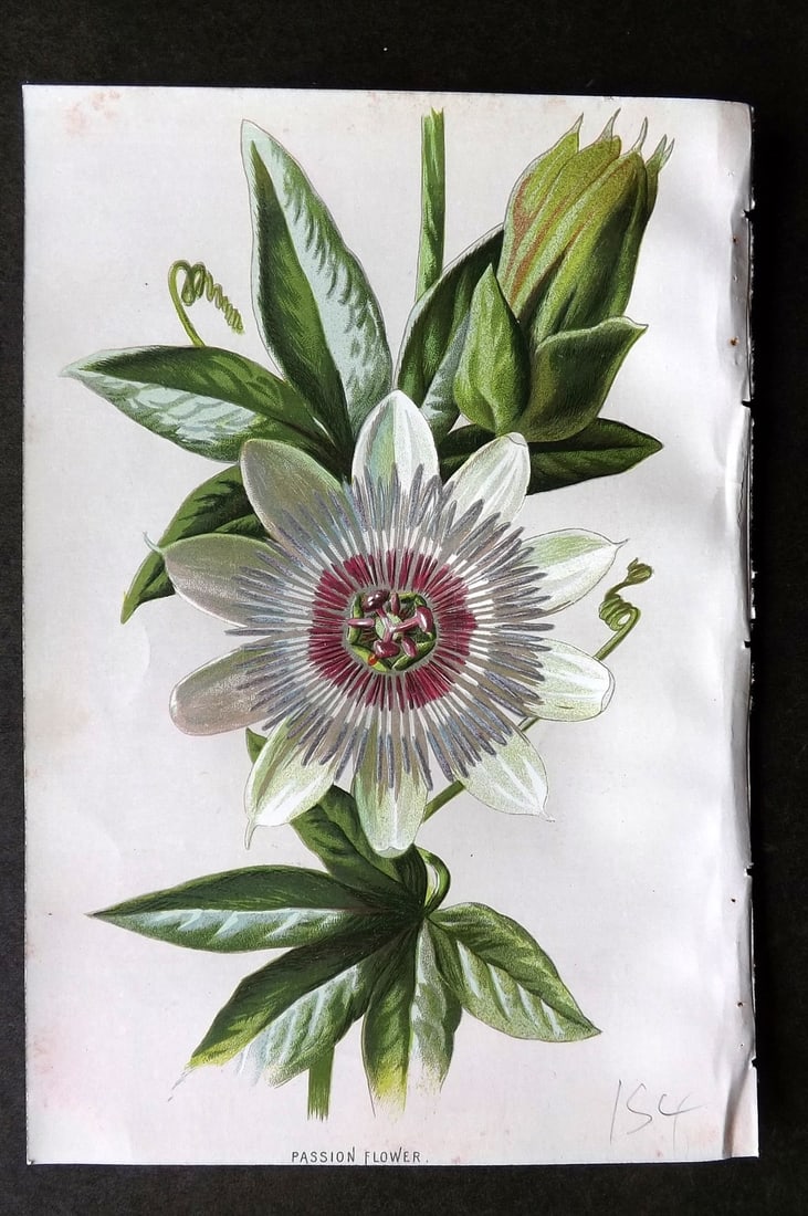 Hulme, Edward C1880 First Edition Botanical Print. Passion Flower (1 of 1)