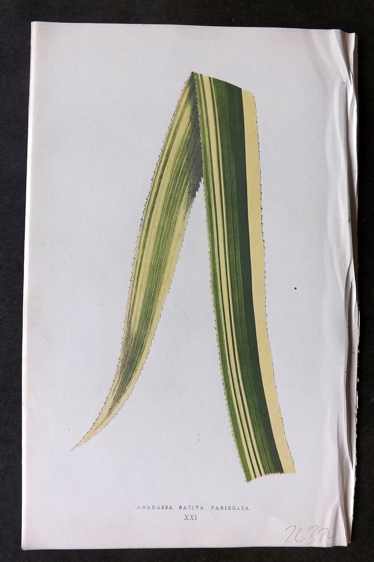 Lowe Beautiful Leaved Plants 1866 Botanical Print. Ananassa Sativa 21: Antique Woodblock Published 1866, London for "Beautiful Leaved Plants, Being a Description of the Most Beautiful Leaved Plants in Cultivation in this Country" by Edward Joseph Lowe. Most plates printe