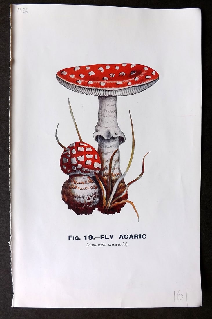 MAFF 1926 Antique Mushroom Fungi. Fly Agaric 19 (1 of 1)