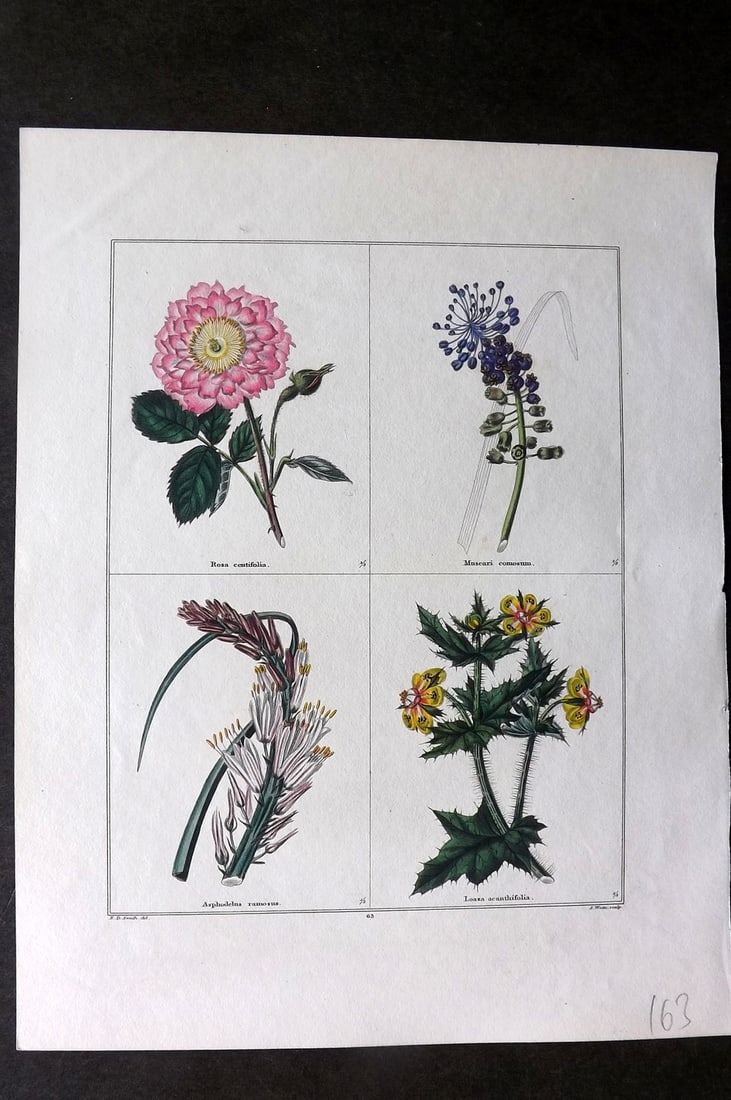 Maund, Benjamin C1830 Hand Col Botanical Print. Rose, Muscari, Asphodelus, Loaza (1 of 1)
