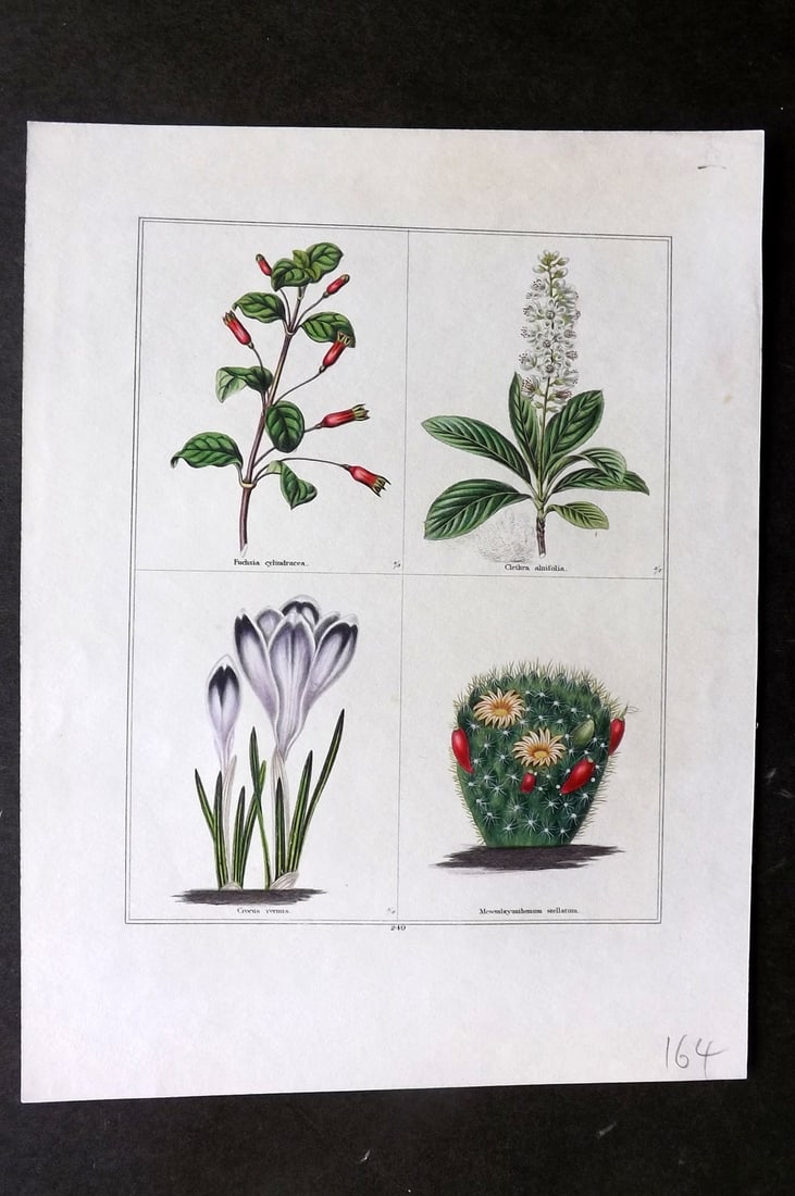 Maund, Benjamin C1830 Hand Col Botanical Print. Fuchsia, Clethra, Crocus, Mesembryanthemum (1 of 1)