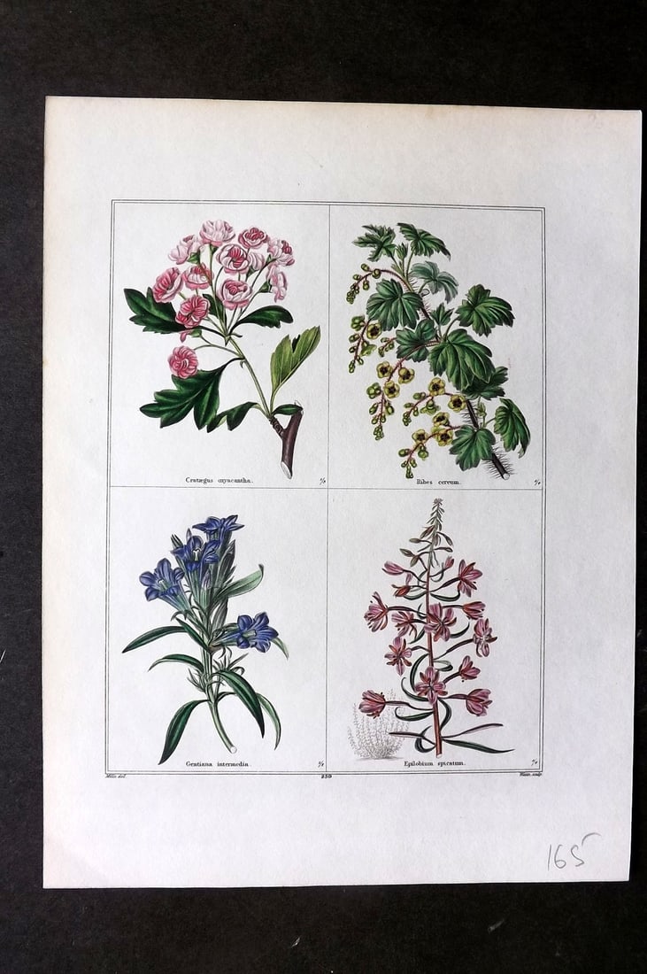 Maund, Benjamin C1830 Hand Col Botanical Print. Crategus, Ribes, Gentiana, Epilobium (1 of 1)