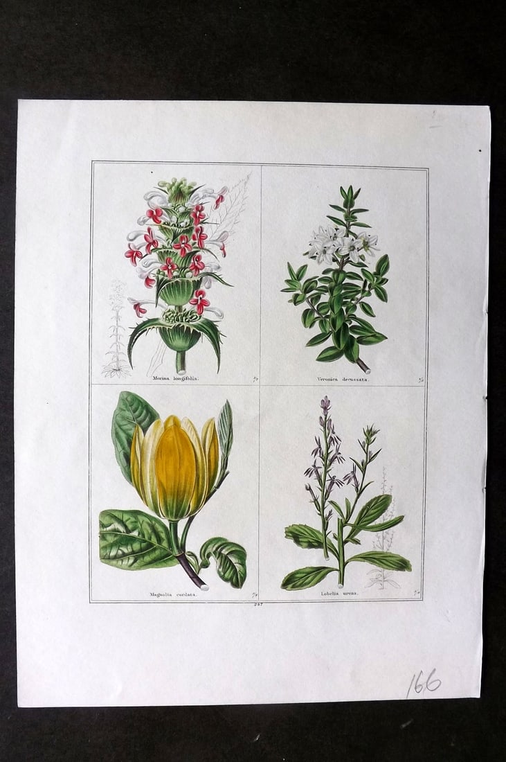 Maund, Benjamin C1830 Hand Col Botanical Print. Morina, Veronica, Magnolia, Lobelia (1 of 1)