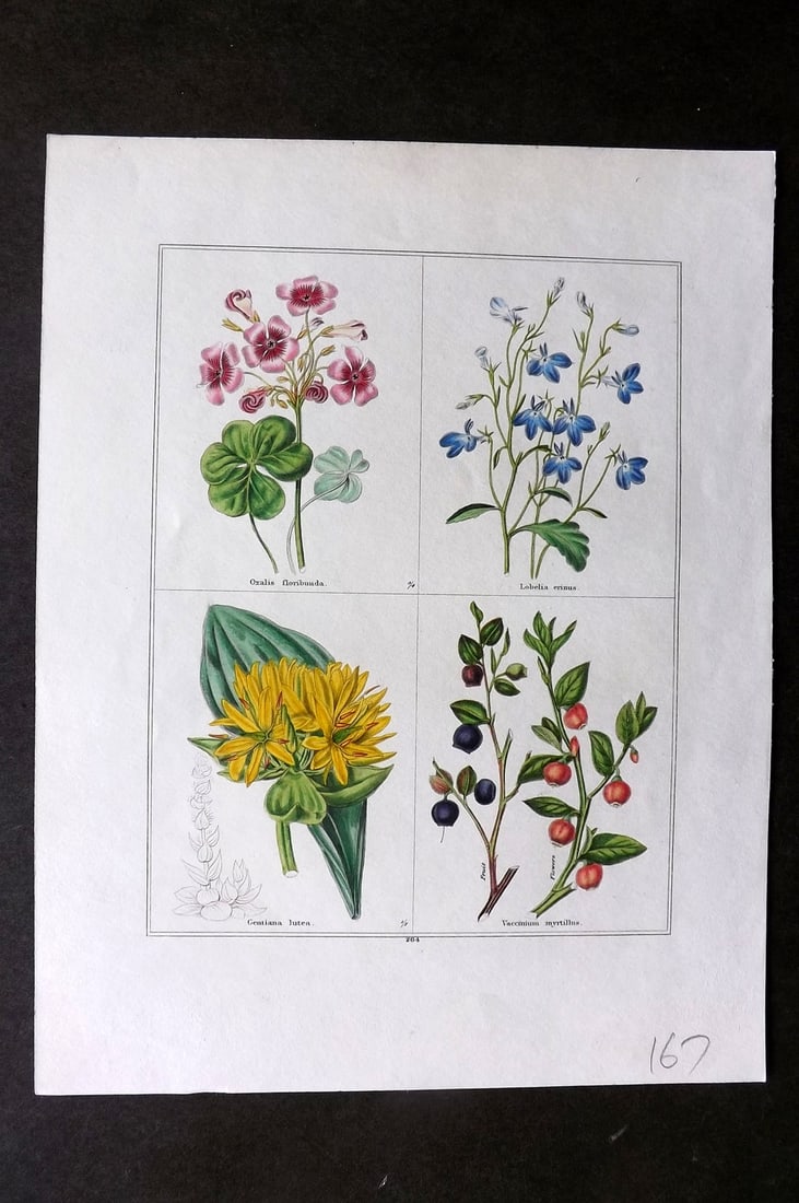 Maund, Benjamin C1830 Hand Col Botanical Print. Oxalis, Loblia, Gentiana, Vaccinium (1 of 1)