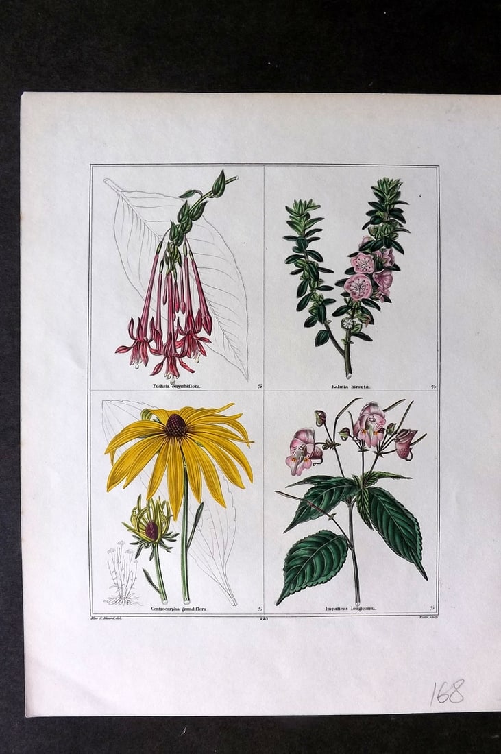 Maund, Benjamin C1830 Hand Col Botanical Print. Fuchsia, Kalmia, Centrocarpha, Impatiens (1 of 1)
