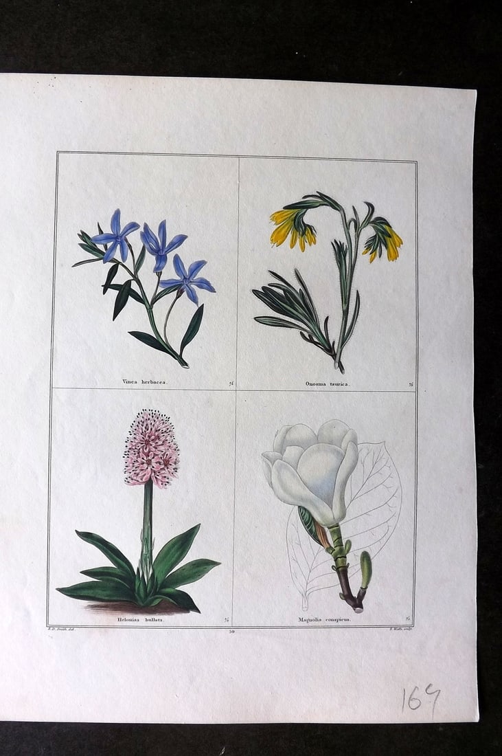 Maund, Benjamin C1830 Hand Col Botanical Print. Vinca, Onosma, Helonias, Magnolia (1 of 1)