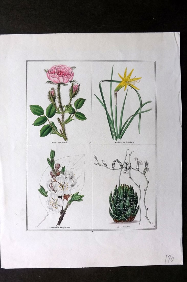 Maund, Benjamin C1830 Hand Col Botanical Print. Rose, Corbularia, Armeniaca, Aloe (1 of 1)