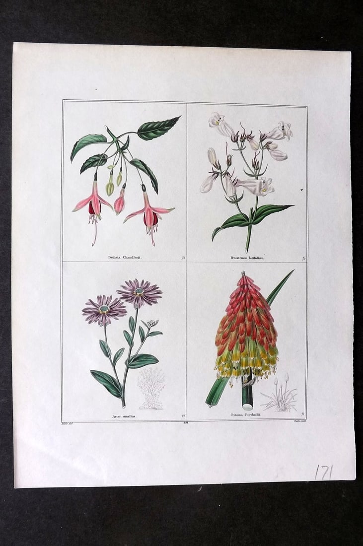 Maund, Benjamin C1830 Hand Col Botanical Print. Fuchsia, Pentstemon, Aster, Tritoma (1 of 1)
