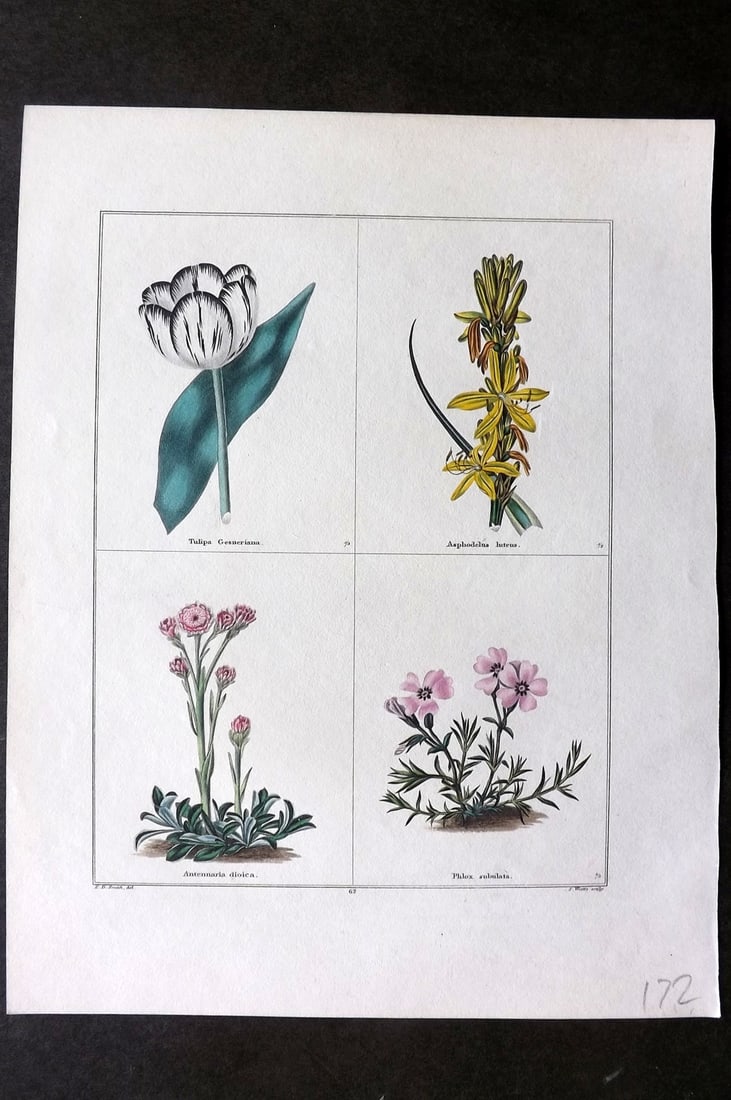 Maund, Benjamin C1830 Hand Col Botanical Print. Tulip, Asphodelus, Antennaria, Phlox (1 of 1)