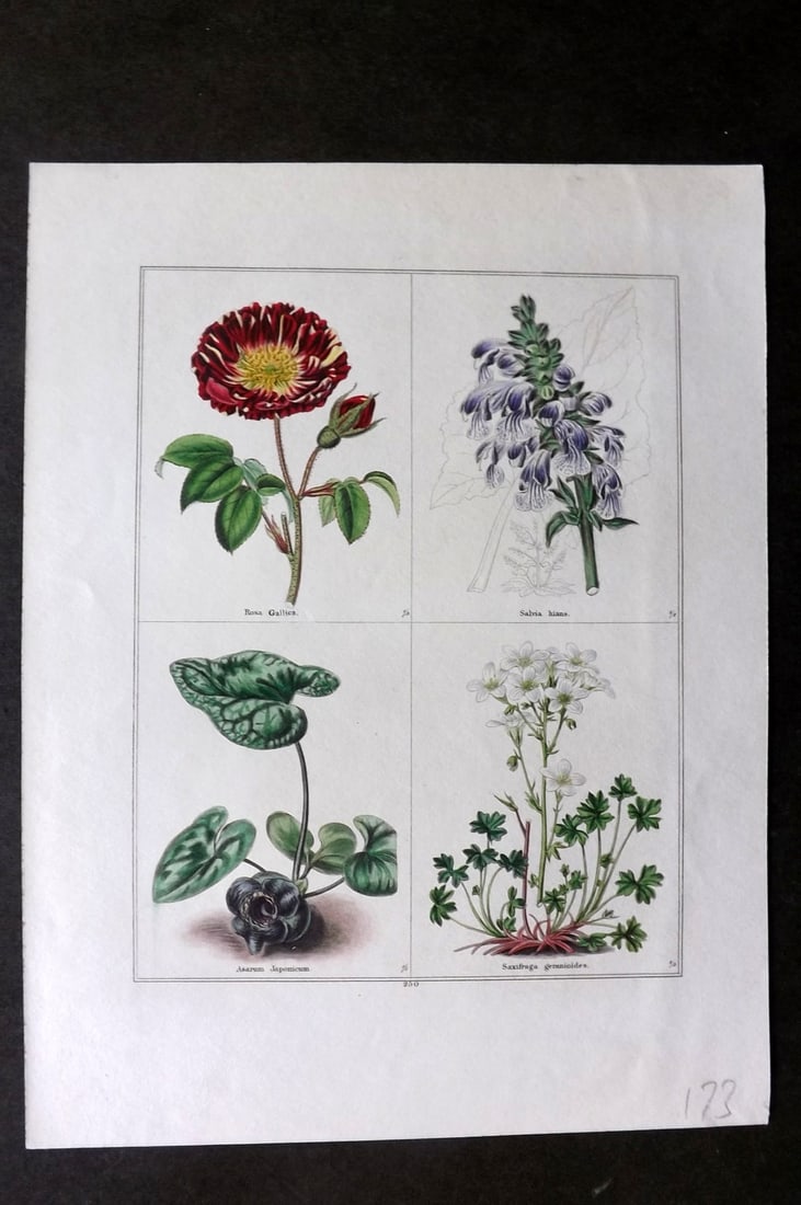 Maund, Benjamin C1830 Hand Col Botanical Print. Rose, Salvia, Asarum, Saxifraga (1 of 1)