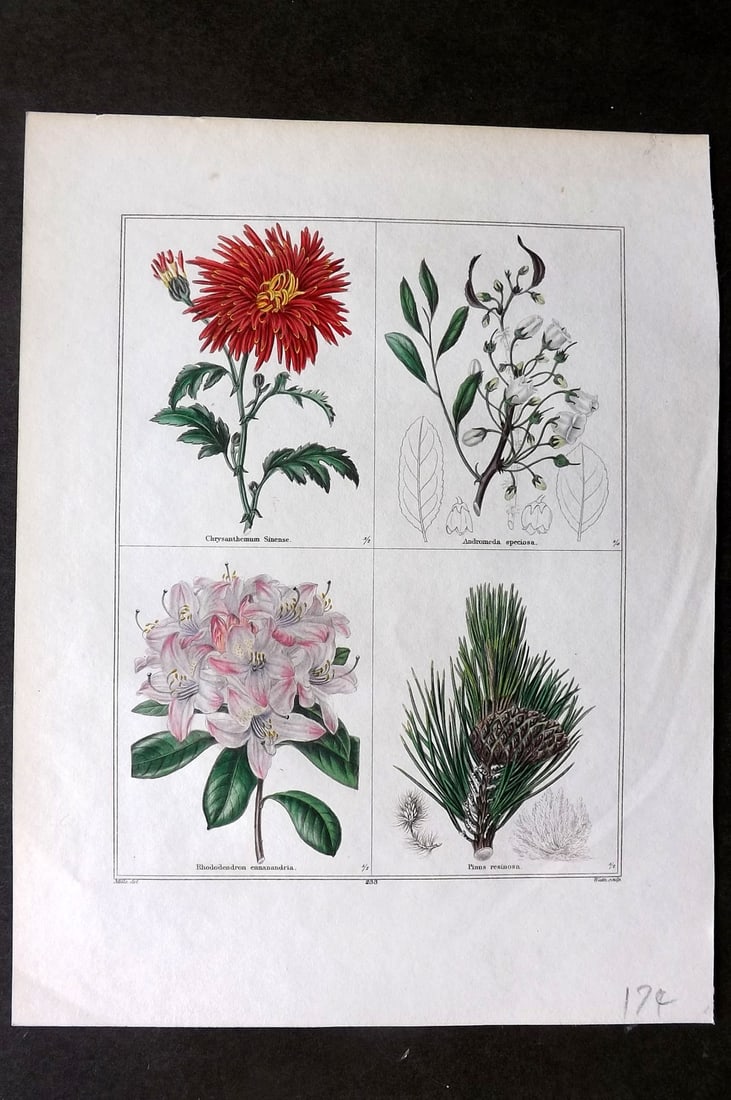 Maund, Benjamin C1830 Hand Col Botanical Print. Chryanthemum, Andromeda, Rhododendron, Pinus Pine (1 of 1)