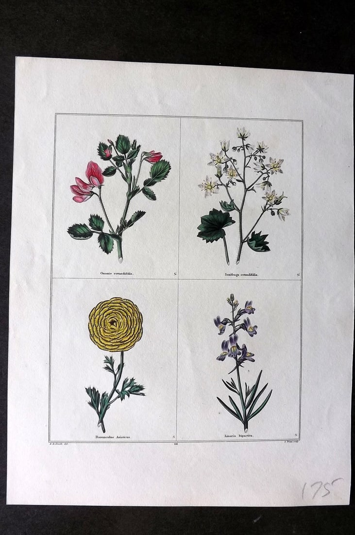 Maund, Benjamin C1830 Hand Col Botanical Print. Ononis, Saxifraga, Ranunculus, Linaria (1 of 1)