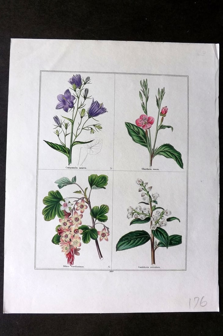 Maund, Benjamin C1830 Hand Col Botanical Print. Campanula, Oenothera, Ribes, Gaultheria (1 of 1)