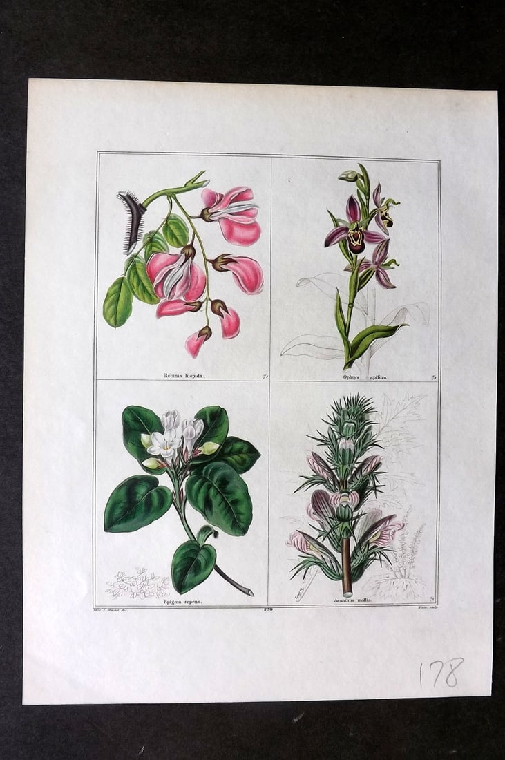 Maund, Benjamin C1830 Hand Col Botanical Print. Robinia, Ophrys, Epigaea, Acanthus (1 of 1)