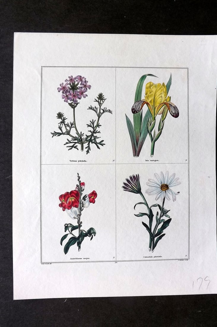 Maund, Benjamin C1830 Hand Col Botanical Print. Verbena, Iris, Antirrhinium, Calendula (1 of 1)
