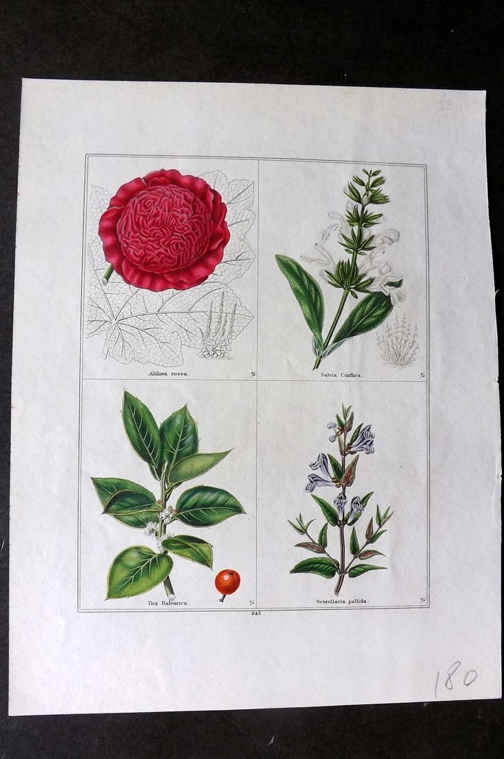 Maund, Benjamin C1830 Hand Col Botanical Print. Althaea Rosa, Salvia, Ilex, Scutellaria (1 of 1)