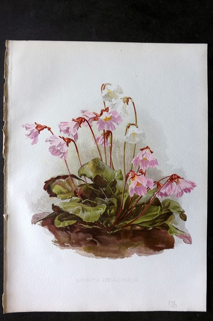 Moon, H. G. 1905 Botanical Print. Shortia Galacifolia. USA Native (1 of 1)