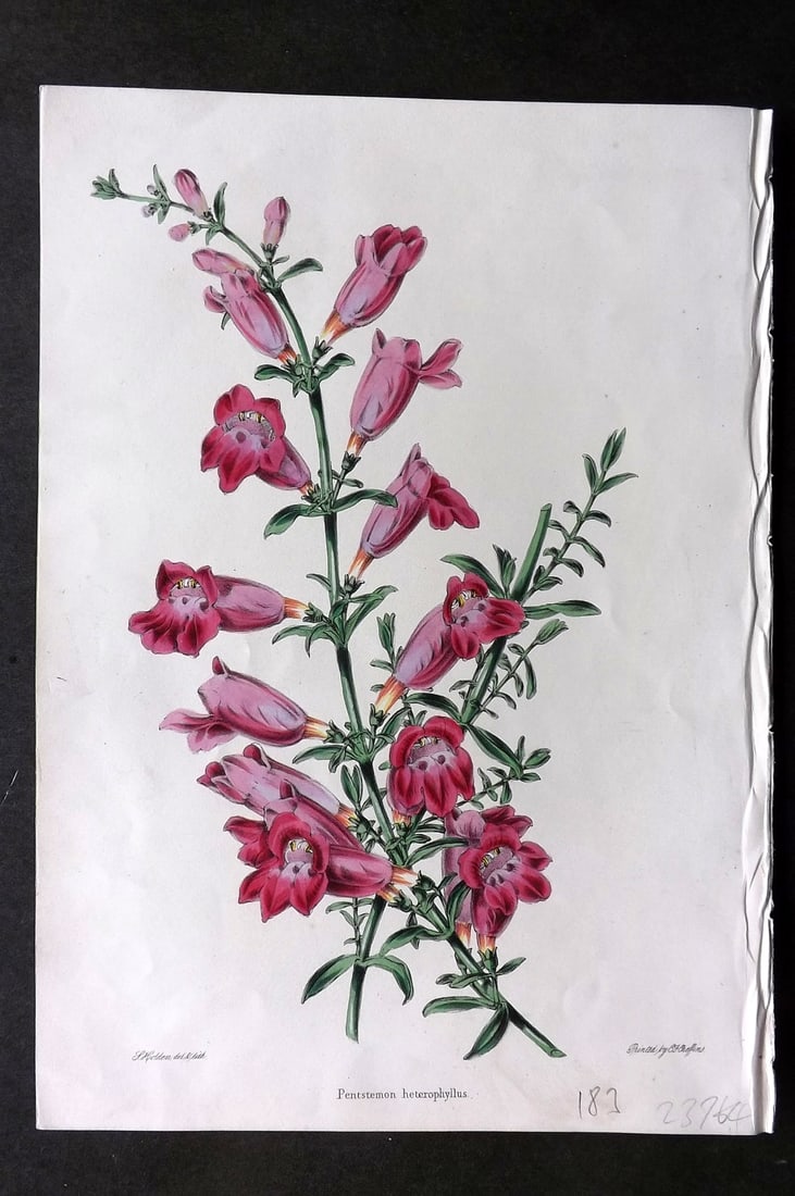 Moore & Ayres 1850 Hand Col Botanical Print. Pentstemon Heterophyllus (1 of 1)