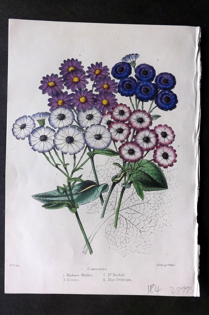 Moore & Ayres 1850 Hand Col Botanical Print. Cinerarias (1 of 1)