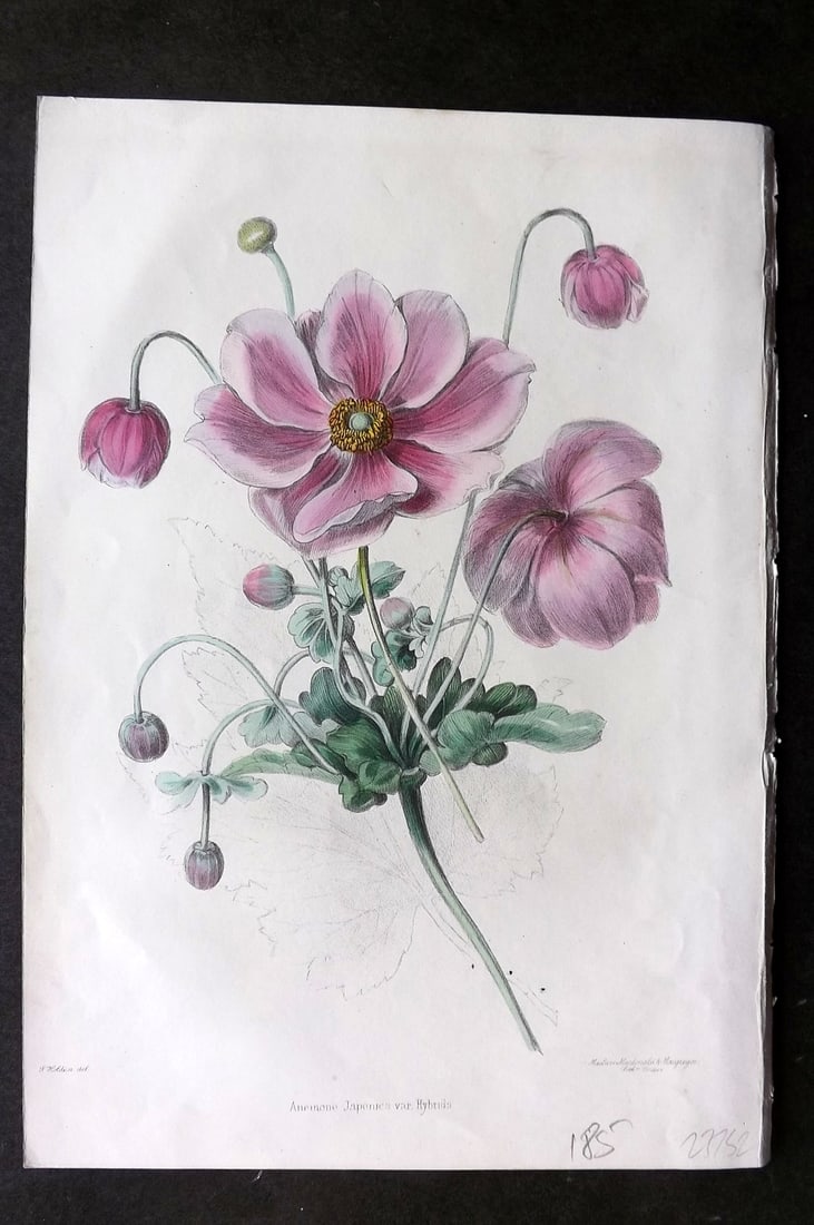 Moore & Ayres 1850 Hand Col Botanical Print. Anemone Japonica (1 of 1)