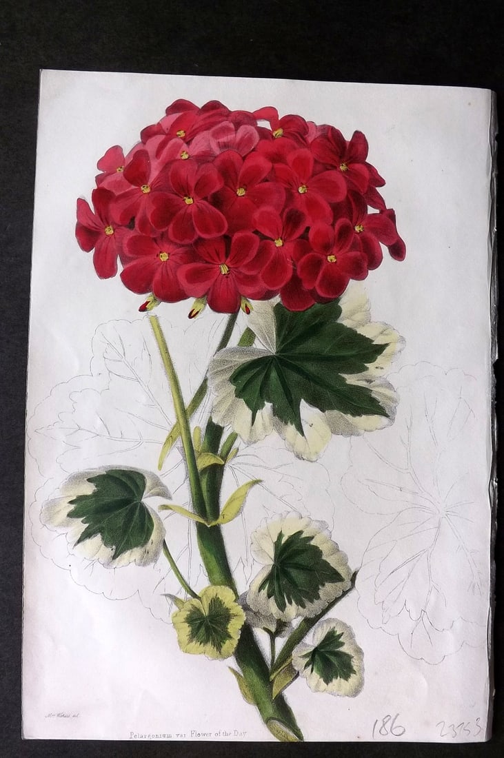 Moore & Ayres 1850 Hand Col Botanical Print. Pelargonium (1 of 1)
