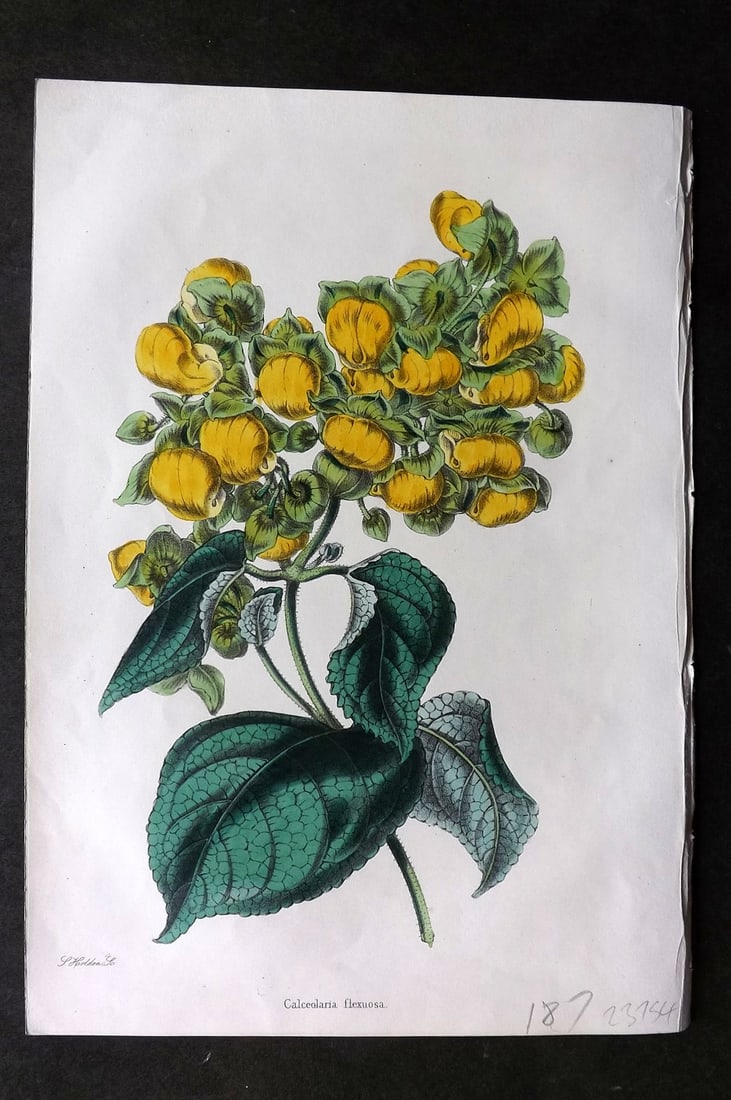 Moore & Ayres 1850 Hand Col Botanical Print. Calceolaria Flexuosa (1 of 1)