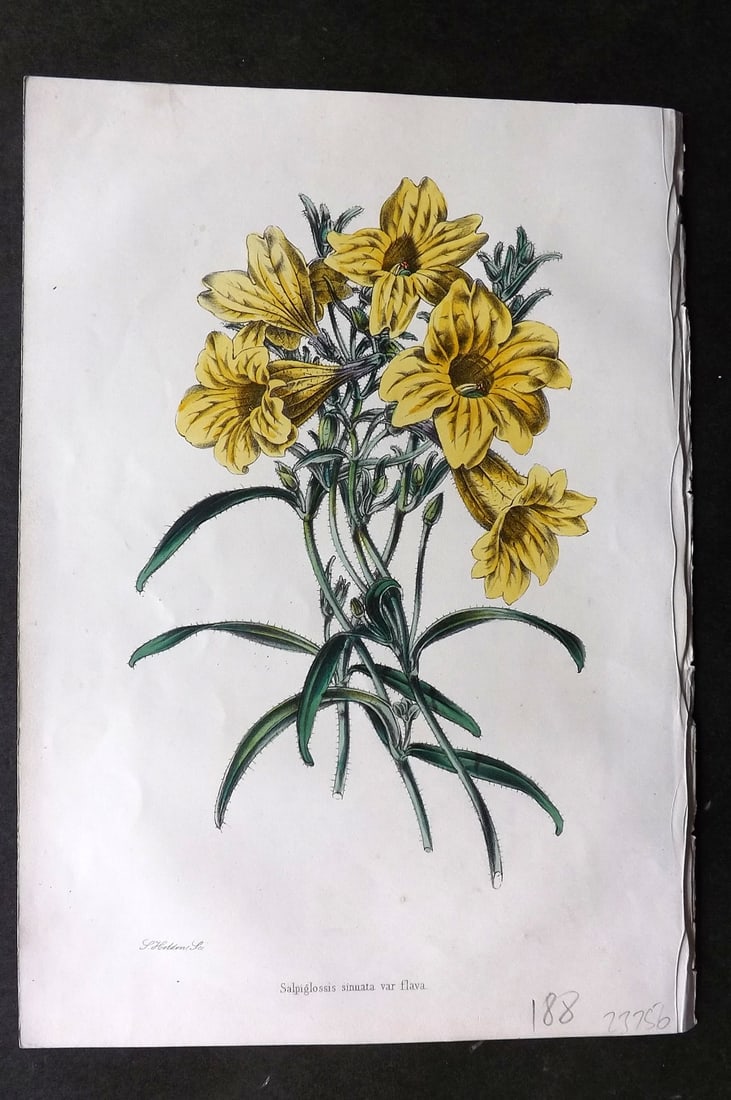 Moore & Ayres 1850 Hand Col Botanical Print. Salpiglossis Sinuata (1 of 1)
