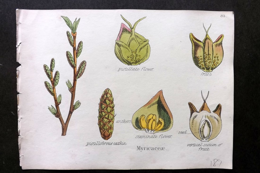 Oliver & Fitch 1874 Hand Col Botanical Print. Myricaceae 83 (1 of 1)