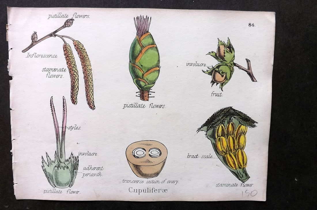Oliver & Fitch 1874 Hand Col Botanical Print. Cupuliferae 84 (1 of 1)