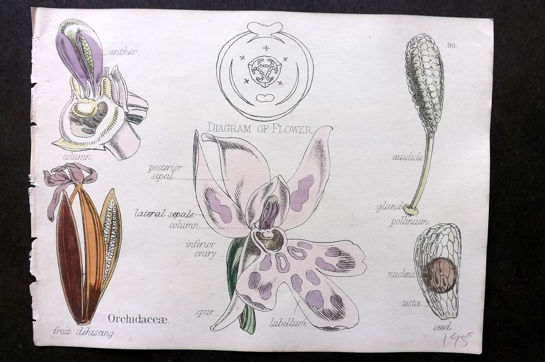 Oliver & Fitch 1874 Hand Col Botanical Print. Orchidaceae 93 Orchid (1 of 1)