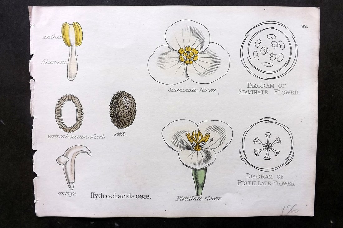 Oliver & Fitch 1874 Hand Col Botanical Print. Hydrocharidaceae 92 (1 of 1)