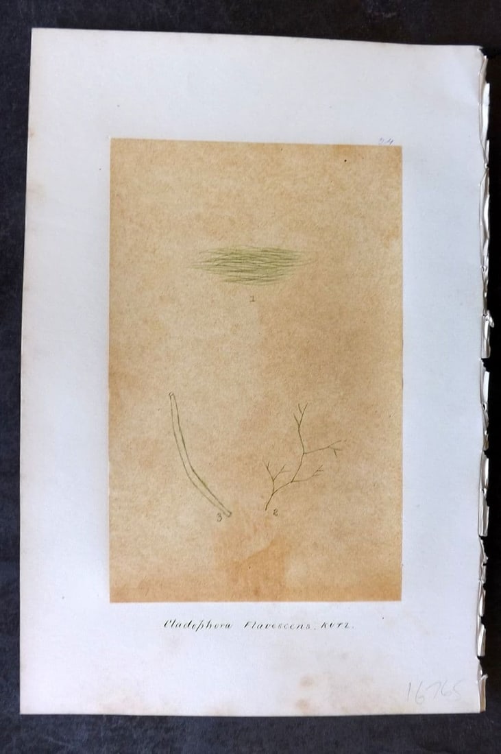 Original Art C1875 Seaweed. Cladophora Flavescens 24 (1 of 1)