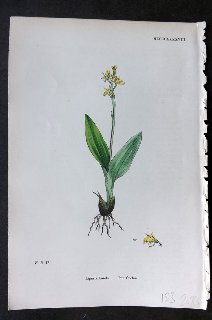 Sowerby, James 1869 Hand Col Botanical Print. Fen Orchis 1488 Orchid: Hand Colored Lithograph Published 1863-86, London for "English Botany" by John & James Sowerby. Paper Size: 10 x 7 inch (25 x 18cm) Good Condition