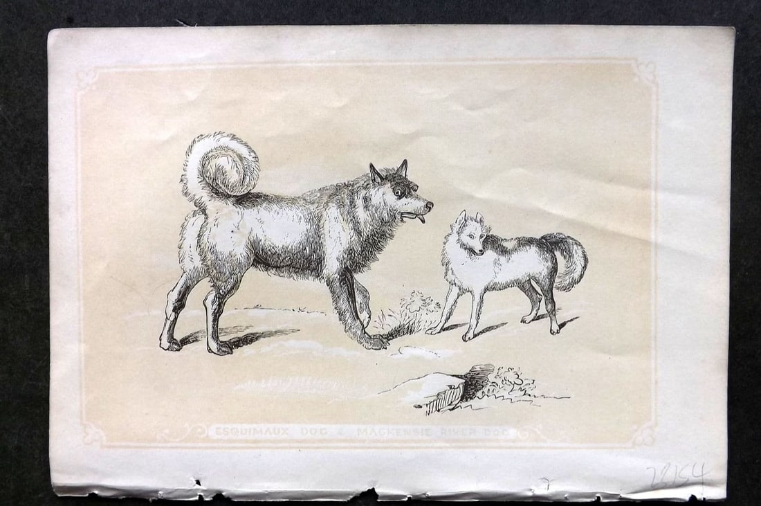 Bicknell, W. I. C1855 Antique Print. Esquimaux Dog & Mackensie River Dog (1 of 1)