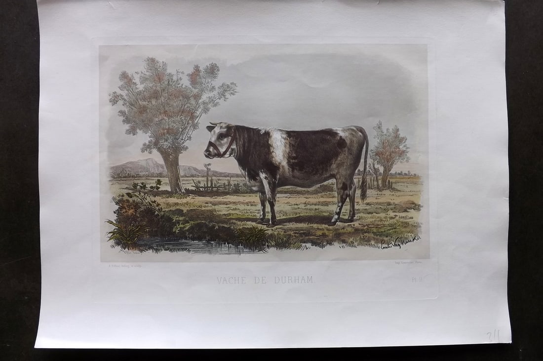 Baudement, Emile 1862 Folio Hand Col Cattle Print. Vache de Durham: Folio Hand Colored Heliogravure and Mixed Method Lithograph Published 1861-62, Paris for "Les Races Bovines au Concours universel agricole de Paris en 1856" by Emile Baudement. Paper Size: 19 x 14 inc