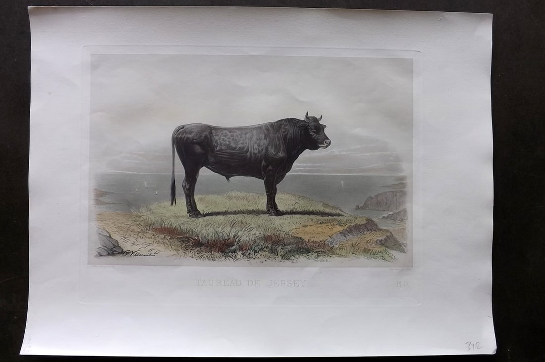 Baudement, Emile 1862 Folio Hand Col Cattle Print. Taureau de Jersey: Folio Hand Colored Heliogravure and Mixed Method Lithograph Published 1861-62, Paris for "Les Races Bovines au Concours universel agricole de Paris en 1856" by Emile Baudement. Paper Size: 19 x 14 inc