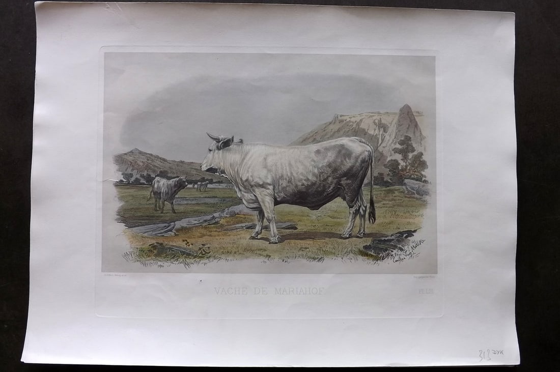 Baudement, Emile 1862 Folio Hand Col Cattle Print. Vache de Mariahof: Folio Hand Colored Heliogravure and Mixed Method Lithograph Published 1861-62, Paris for "Les Races Bovines au Concours universel agricole de Paris en 1856" by Emile Baudement. Paper Size: 19 x 14 inc