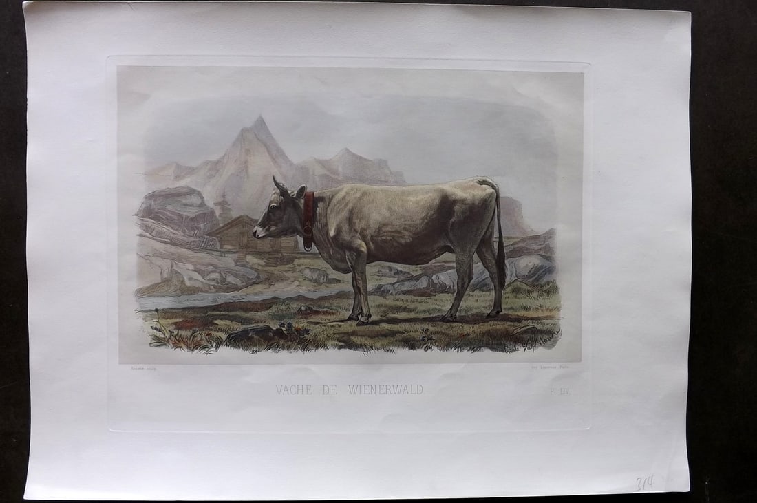 Baudement, Emile 1862 Folio Hand Col Cattle Print. Vache de Wienerwald: Folio Hand Colored Heliogravure and Mixed Method Lithograph Published 1861-62, Paris for "Les Races Bovines au Concours universel agricole de Paris en 1856" by Emile Baudement. Paper Size: 19 x 14 inc