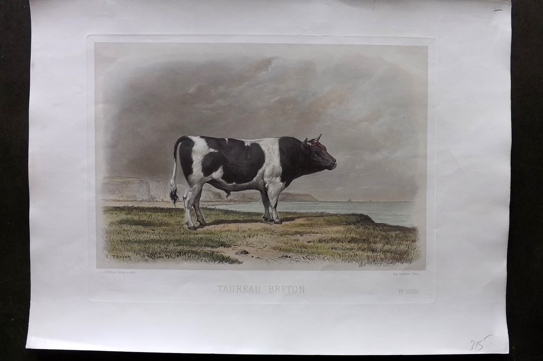 Baudement, Emile 1862 Folio Hand Col Cattle Print. Taureau Breton (1 of 1)