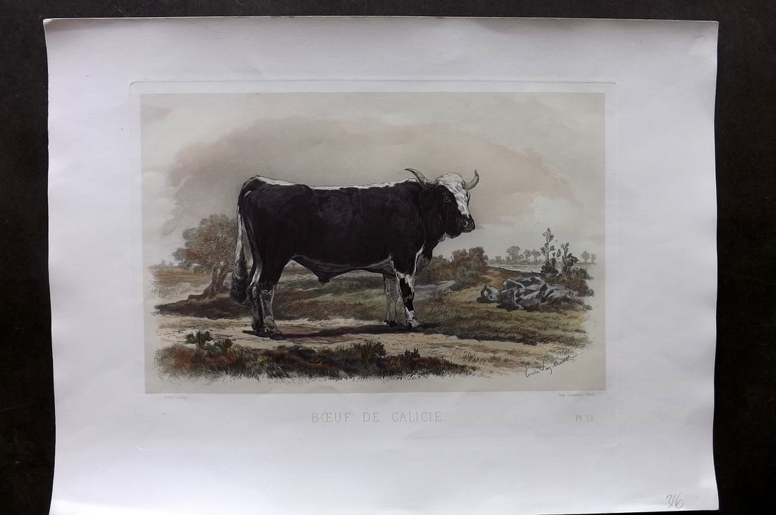 Baudement, Emile 1862 Folio Hand Col Cattle Print. Boeuf de Calicie: Folio Hand Colored Heliogravure and Mixed Method Lithograph Published 1861-62, Paris for "Les Races Bovines au Concours universel agricole de Paris en 1856" by Emile Baudement. Paper Size: 19 x 14 inc