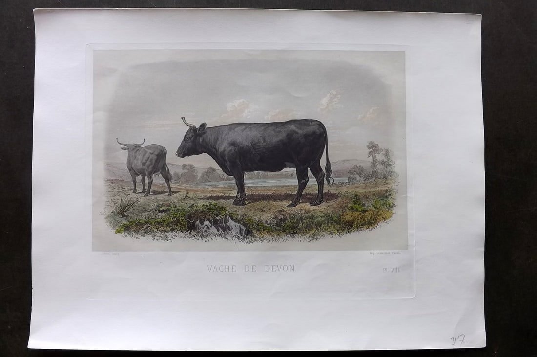 Baudement, Emile 1862 Folio Hand Col Cattle Print. Vache de Devon (1 of 1)