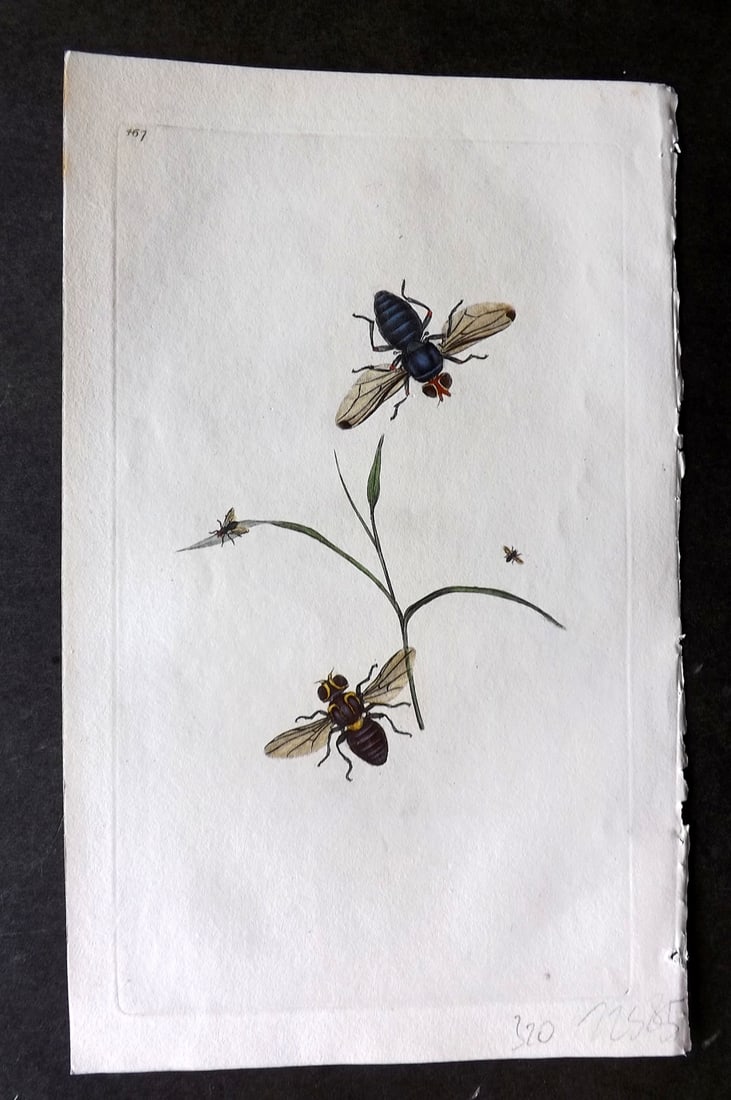 Donovan British Insects 1810 Hand Col Print. Vibratory Fly 467: Antique Etching Published 1796-1813, London for "The Natural History of British Insects" by Edward Donovan. With accompanying descriptive text. On good quality Whatman Wove Paper. Fine hand colour as 