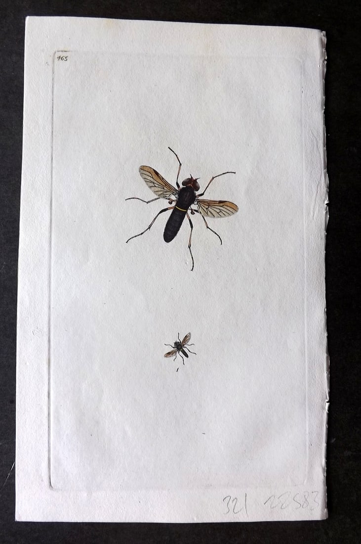 Donovan British Insects 1810 Hand Col Print. Yellow Girdled Musca 465: Antique Etching Published 1796-1813, London for "The Natural History of British Insects" by Edward Donovan. With accompanying descriptive text. On good quality Whatman Wove Paper. Fine hand colour as 