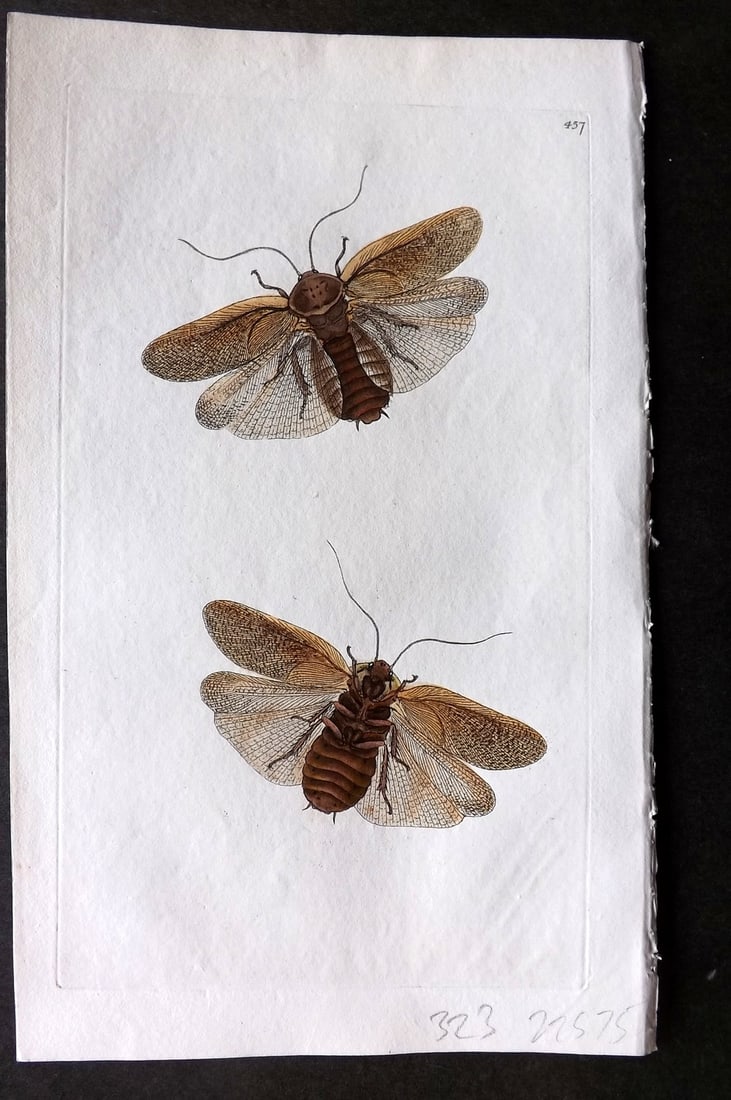 Donovan British Insects 1810 Hand Col Print. Madeira Cock Roach 457: Antique Etching Published 1796-1813, London for "The Natural History of British Insects" by Edward Donovan. With accompanying descriptive text. On good quality Whatman Wove Paper. Fine hand colour as 
