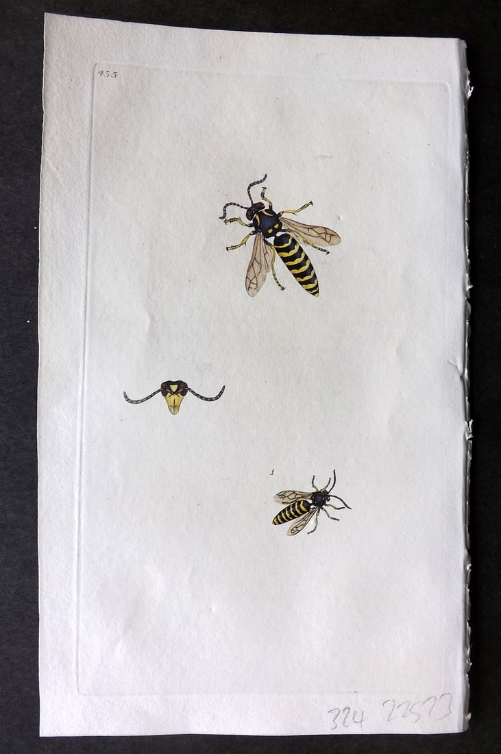 Donovan British Insects 1810 Hand Col Print. Six Belled Wasp 455 (1 of 1)
